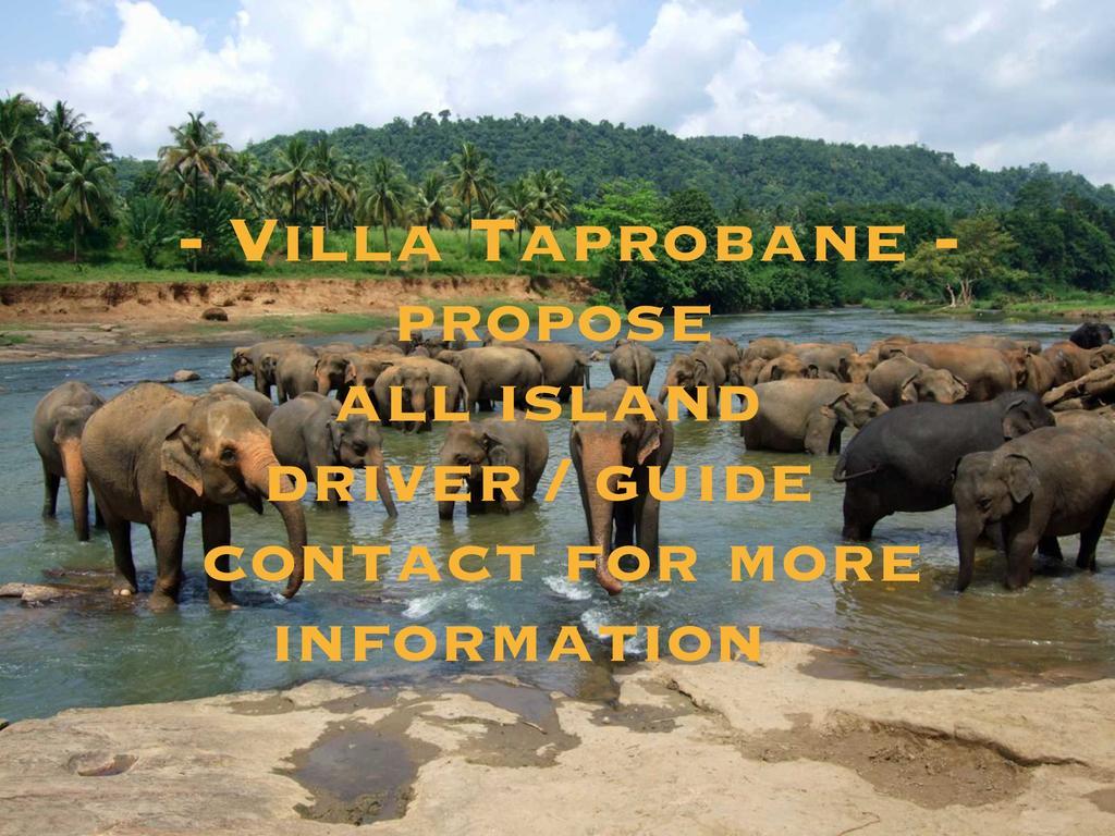 Villa Taprobane Negombo Buitenkant foto